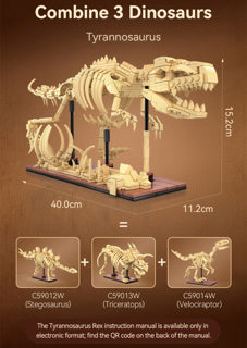 Dinosaur Fossils: Triceratops