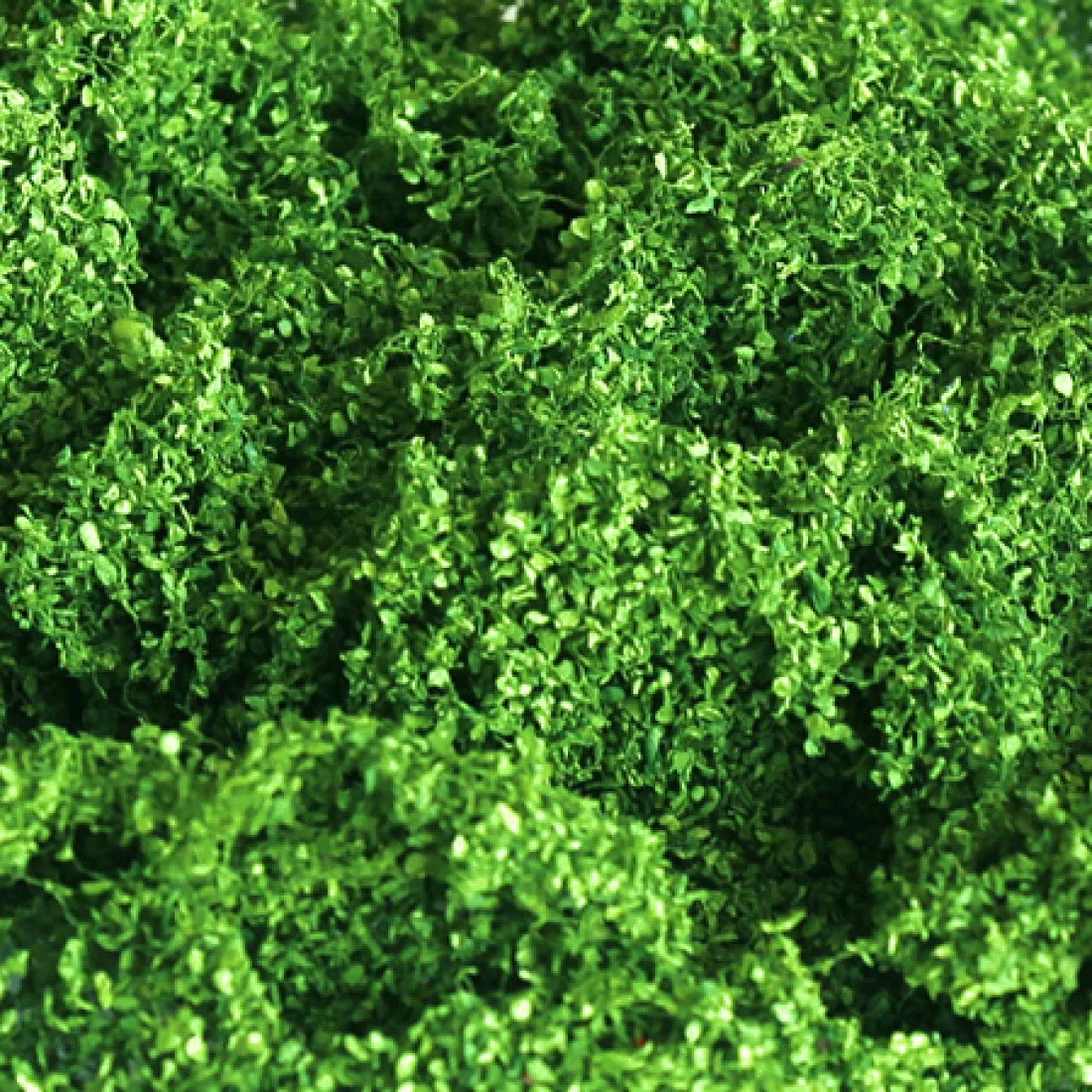 Foliage Cluster Light Green