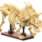 Dinosaur Fossils: Triceratops