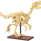 Dinosaur Fossils: Velociraptor