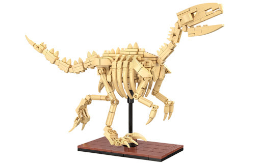 Dinosaur Fossils: Velociraptor
