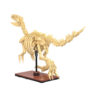 Dinosaur Fossils: Velociraptor