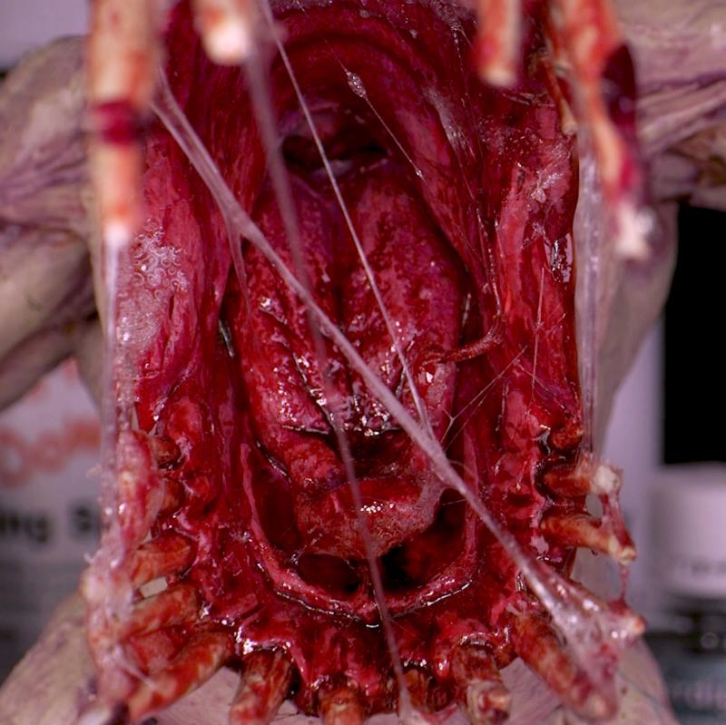 Dirty Down Snot – 15ml